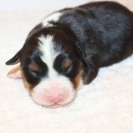 Girl 2 - Black tri-color female Australian Shepherd puppy in Colorado from Firestone Australian Shepherds