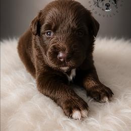 Snickers - Red tri-color male Australian Shepherd puppy in Fultonville, New York from Sandy Aussies & Pomeranians