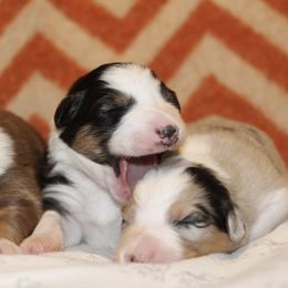 Australian Shepherd Puppies from Tru Blu Aussies