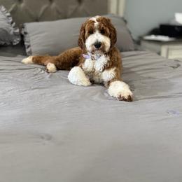 Ellie - Goldendoodle