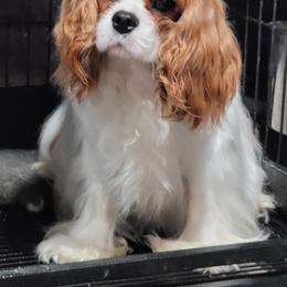 Amber - Blenheim female Cavalier King Charles Spaniel puppy in Spring Hill, Florida from Stardom Chihuahuas & CKCS