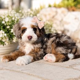 Teagan - Chocolate merle female Bernedoodle puppy in Temecula, California from Brookside Bernedoodles