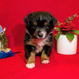 Patsy - Black tri female Toy Australian Shepherd puppy in Shepherd, Texas from GAMALA Farm & Kennels