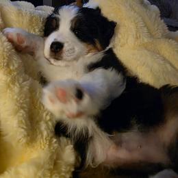 Miniature American Shepherd Puppies from All About Me Miniature American Shepherds