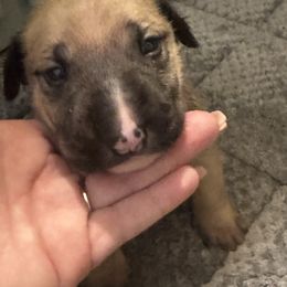 Phil - Fawn smut male Bull Terrier puppy in Jasper, Indiana from Beautiful Bullies