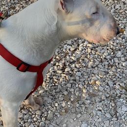 Arthur - Bull Terrier