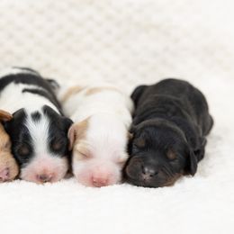 Cockapoo Puppies from Firm Foundation Cockapoos