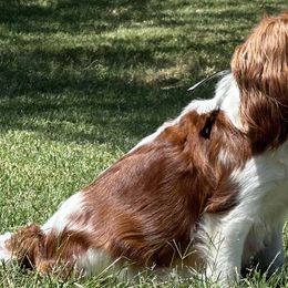 Bella - Cavalier King Charles Spaniel