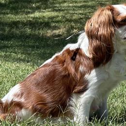 Bella - Cavalier King Charles Spaniel