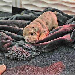 Boy 1 - Chocolate tri-color male Bulldog puppy in Lewisberry, Pennsylvania from Salted Rim Corgis