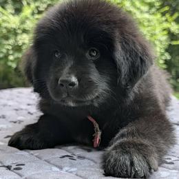 Dark pink Girl (Saké) - Black female Newfoundland puppy in Independence, Missouri from K & L Ranch