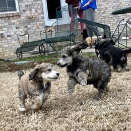 Poodle Puppies from Cosmic Caliber Standard Poodles