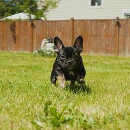 Dior - Black and tan female French Bulldog puppy in Washington from Pawcific Coast Bullies