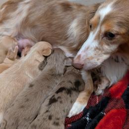 Dachshund Puppies from Goldie Girls Ranch Dachshunds