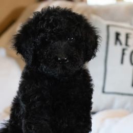 Schnoodles from Grand Lake Poodles & Doodles