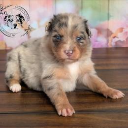 Paisley - Blue merle female Australian Shepherd puppy in Fultonville, New York from Sandy Aussies & Pomeranians