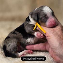 Hershey - Merle male Bernedoodle puppy in Mc Gaheysville, Virginia from Doting Doodles