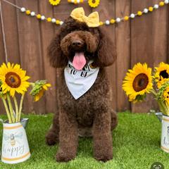 Nini - Goldendoodle