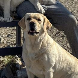 Darla - Labrador Retriever