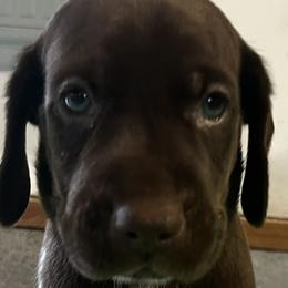 Boy 4 - Liver and white male German Shorthaired Pointer puppy in Beaverdam, Virginia from Harts Hill Kennel
