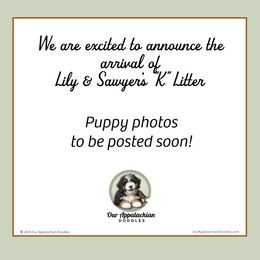 Bernedoodle puppies from Our Appalachian Doodles