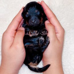 Sporty Spice - Phantom female Goldendoodle puppy in Kissimmee, Florida from Poodle Doodle Kennels