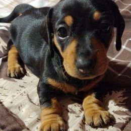 Dachshunds from Corazon Mio Dachshunds