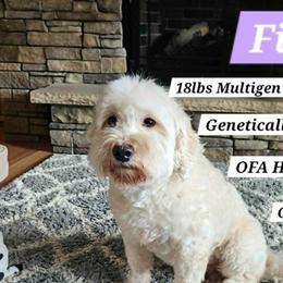Fiona - Goldendoodle