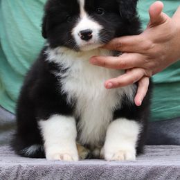 Boy 2 - Black and white Border Collie puppy in Oroville, California from Kagee Border Collies