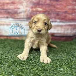 Orange girl - Caramel red female Australian Labradoodle puppy in Waxahachie, Texas from Dallas Labradoodles