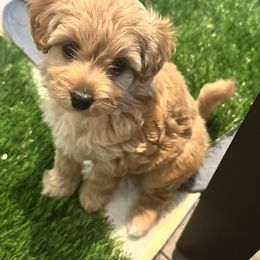 Duke - Apricot male Poodle puppy in Florence, South Carolina from Karen’s precious poodles and doodles