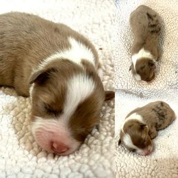 Eleven - Red merle female Australian Shepherd puppy in Red Bluff, California from Dream E River Ranch