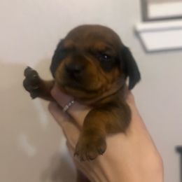 Nyx - Red female Dachshund puppy in Conroe, Texas from R&K Dachshunds