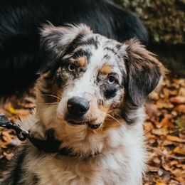 Azula - Australian Shepherd