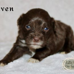Raven - Red tri Miniature Australian Shepherd puppy in Paris, Texas from Kuttin’ Up Mini Aussies