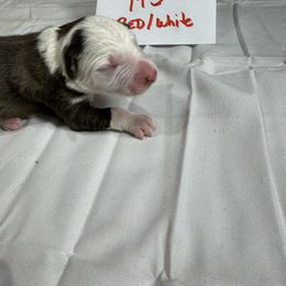 M3 - White and red male Border Collie puppy in Meridian, Mississippi from Border Hollow Border Collies