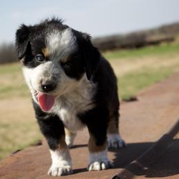 Boots - male Miniature Australian Shepherd puppy in Godley, Texas from Bradley Kennels