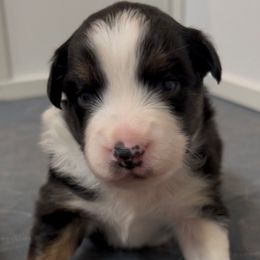 Oakley - Black tri male Miniature Australian Shepherd puppy in Visalia, California from Furrever.Mini.Aussies.llc