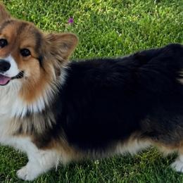 American Corgis and Pembroke Welsh Corgis from Woodwick Corgis