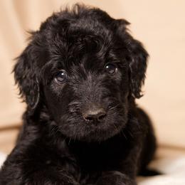 Sirius - Black male Goldendoodle puppy in Palmetto Bay, Florida from SOMIDOODLES