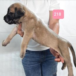 AKC PUP 218 - Fawn female Mastiff puppy in Ava, Missouri from Ozark Mountain Mastiffs
