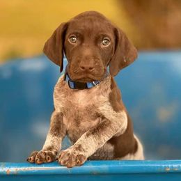 LOKI - German Shorthaired Pointer puppy in Onalaska, Washington from Boonies Farms