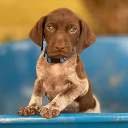 LOKI - German Shorthaired Pointer puppy in Onalaska, Washington from Boonies Farms