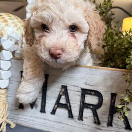 Cream male - Cream male Aussiedoodle puppy in Valdosta, Georgia from Fifth Day Farm