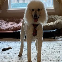 Poodles from Cowgirls Standard Poodles
