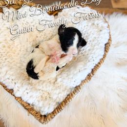 See You Soon Baboon - Tri-color male Bernedoodle puppy in Grove, Oklahoma from Guinn Family Farms