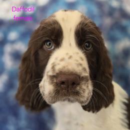 English Springer Spaniel Puppies from Pinwheel Acres