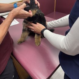 German Shepherd Puppies from Von Kingsburg Shepherds