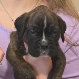 NEO - Brindle male Boxer puppy in Evans, Georgia from Kimberly's Boxers