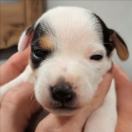 Green bean - Tri-colored male Parson Russell Terrier puppy in Whitehall, Montana from Montana Jacks